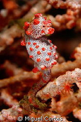 Pigmy. by Miguel Cortes 